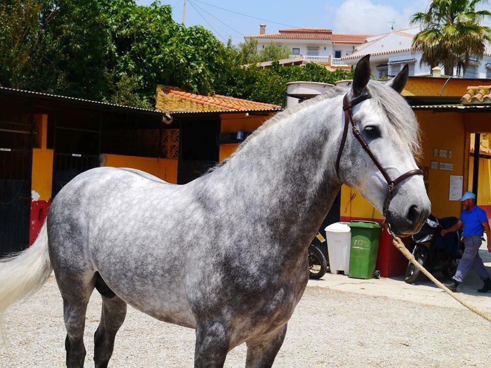 Spanish Horses For Sale Our Mission Is Your Dream Horse