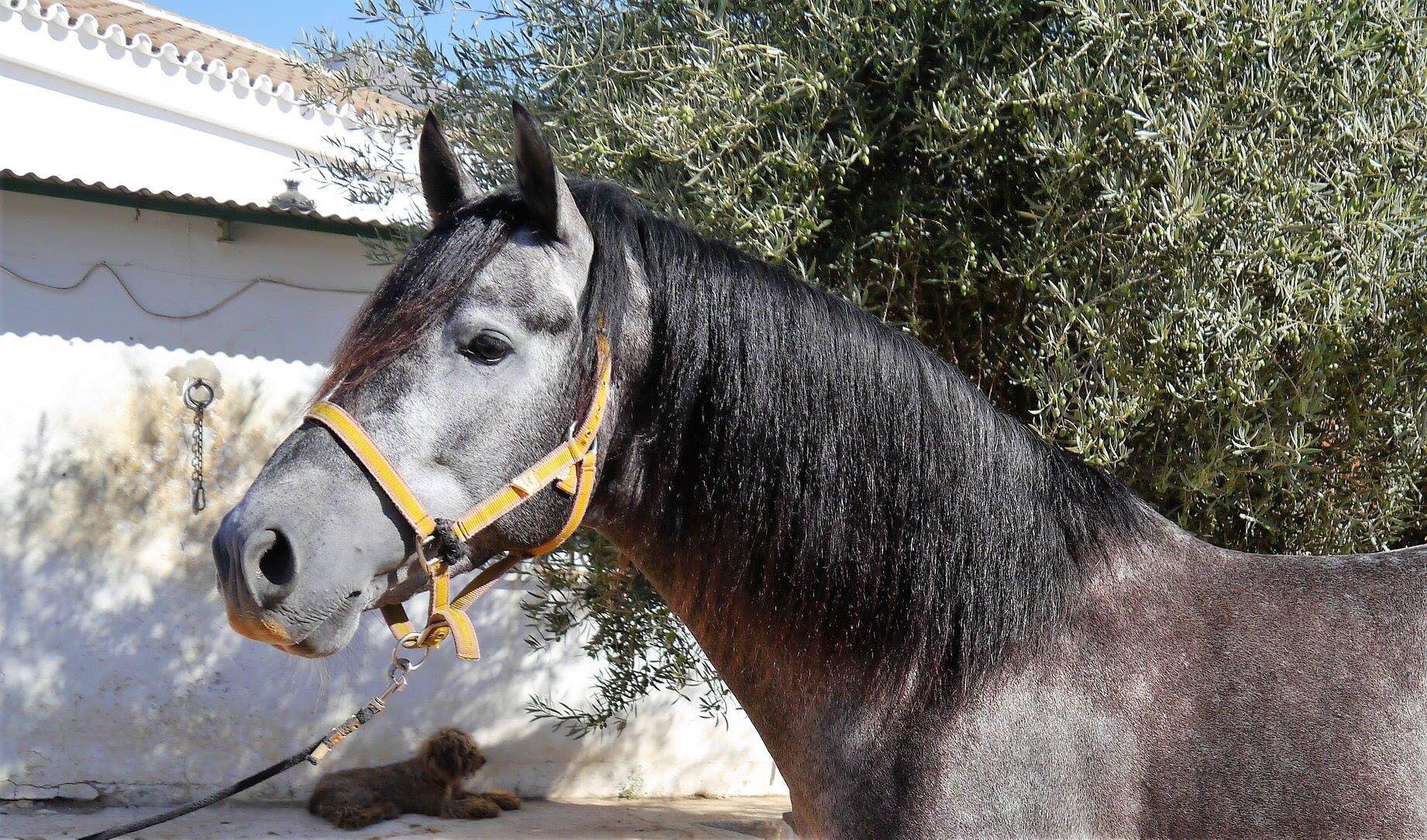 Spanish Horses for Sale - Pure Spanish Horses ...