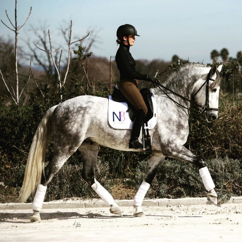 Horses For Sale Spanish Horses For Sale